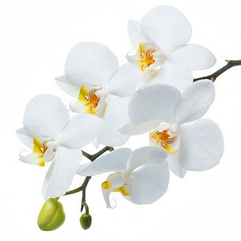 Стол обеденный Танго белый/Орхидея в Сосновоборске - sosnovoborsk.mebel54.com | фото